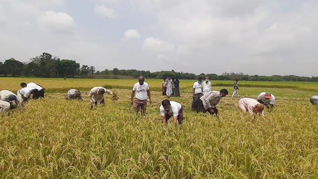 Krishak League men, DAE officials  harvest paddy of poor farmer