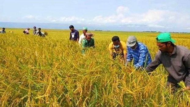 Farmers harvesting paddy rapidly