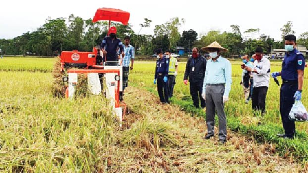  Farmers of Nabiganj using CH   machines to harvest paddy