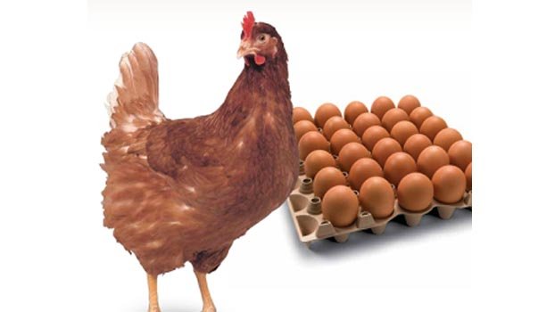 Livestock dept sells Tk 26 crore poultry items