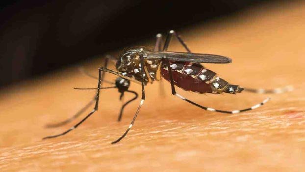 One dengue case reported in 24hrs