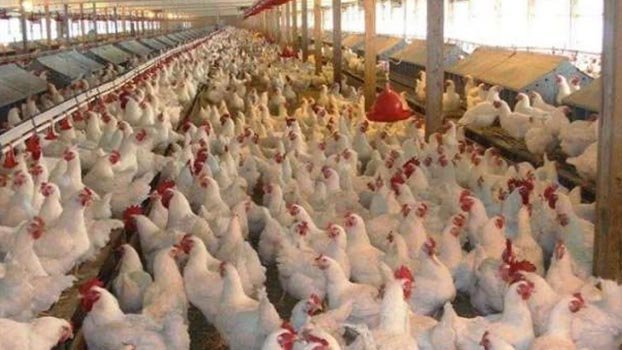 Poultry sector on verge of collapse 