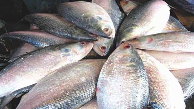 Hilsa fishing begins in Padma-Meghna Friday