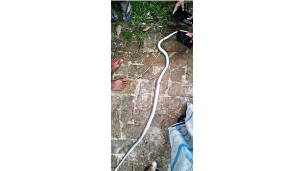 Snake with two legs found!