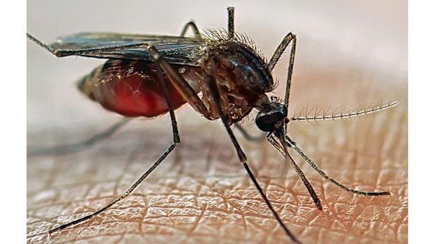 Mosquito menace on, dengue outbreak feared
