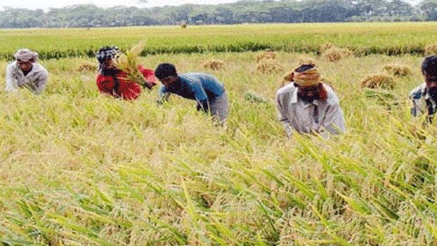 Farmers happy over safe harvest