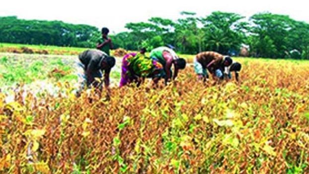Heavy rain hits soybean crop