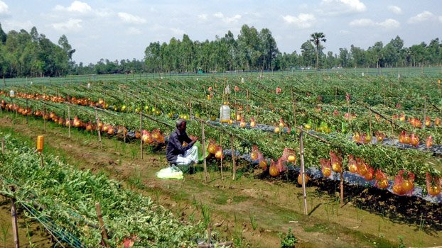 2 Bogura   youths’ success in   watermelon farming  