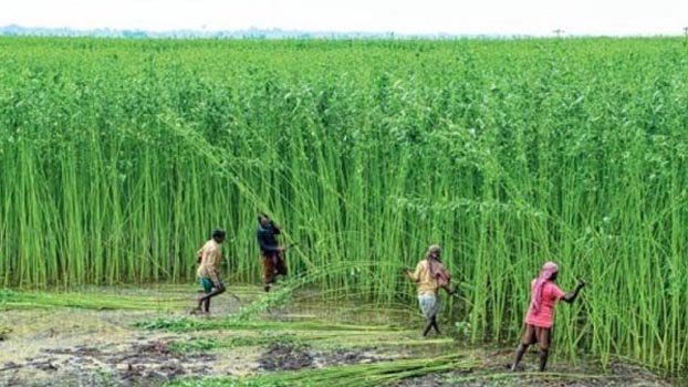 Jute cultivation goes on in full swing
