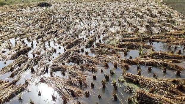 Nor’wester washes away farmers’ dreams