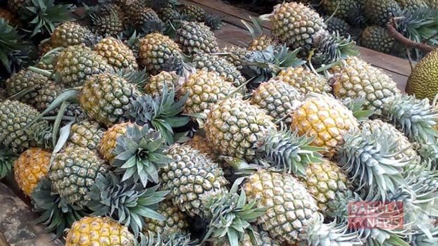 Rangamati pineapple farmers want optimum price to avert losses