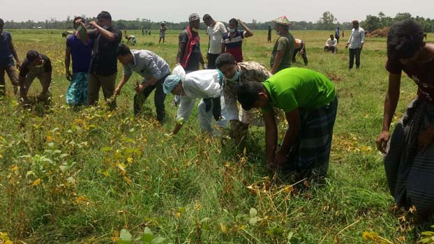 Krishka League leaders pick soybeans for a farmer in Lakshmipur