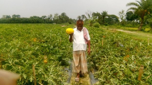 Chuadanga farmers happy with bumper production of watermelon