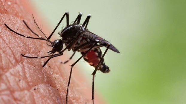 Dhaka prepares to combat dengue