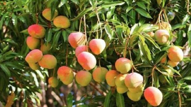 Mango harvesting to begin  in Chuadanga on May 20