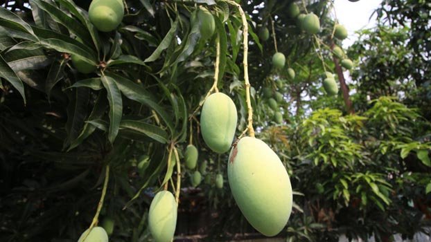 Mango plucking begins in Rajshahi today