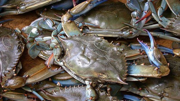 Crab farmers suffer as exports to China hit snag
