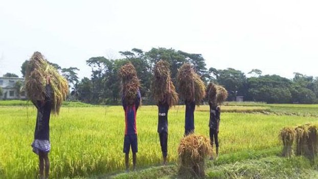 Chandpur farmers busy in threshing paddy 