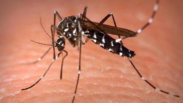 How to control  dengue mosquito