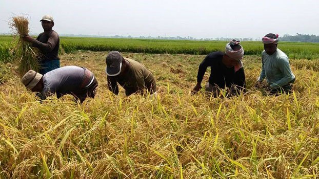 Farmers harvest half-ripe paddy 