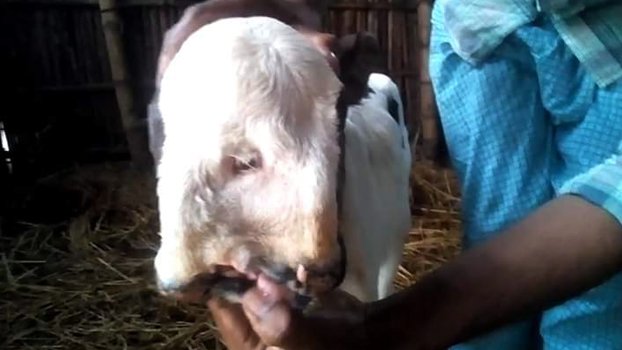 Peculiarly shaped calf  born in Thakurgaon