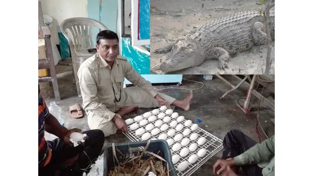 Juliet lays 52 eggs in Sundarbans