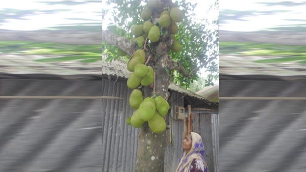 Jhenaidah jackfruit farmers want optimum price from their produce