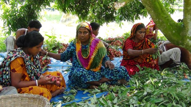 Thakurgaon litchi farmers fear  loss of Tk 15cr for frequent rains