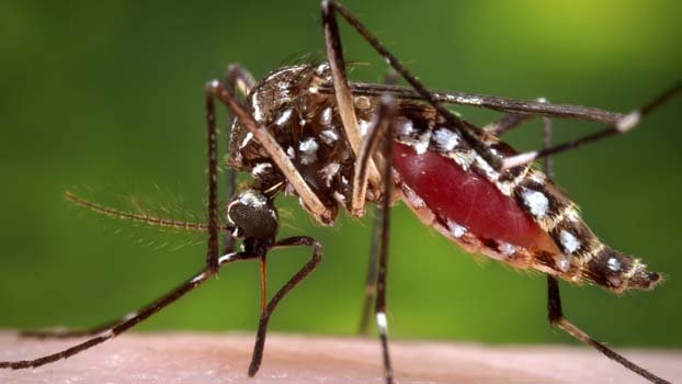 Dhaka prepares to combat dengue 