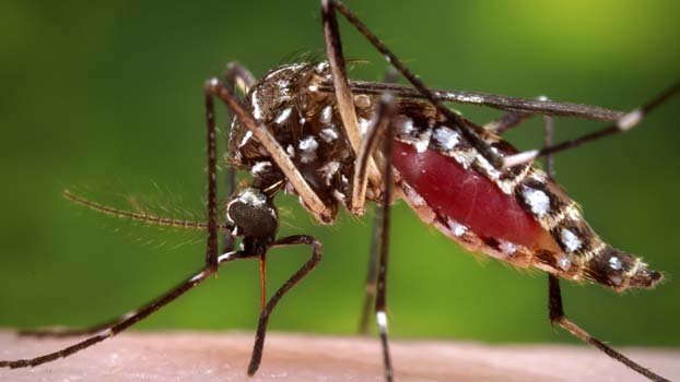Dengue outbreak   can be disastrous