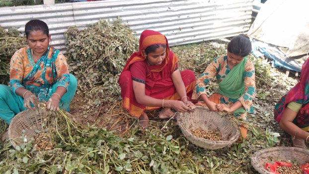 Groundnut farmers happy with good yield, worried over flood