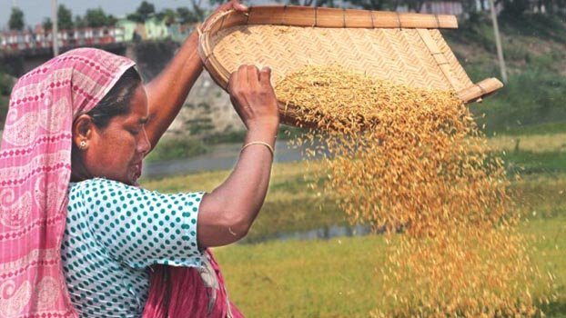 Government to procure more  boro paddy from farmers