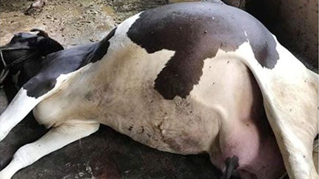 Unknown disease kills 4 cows
