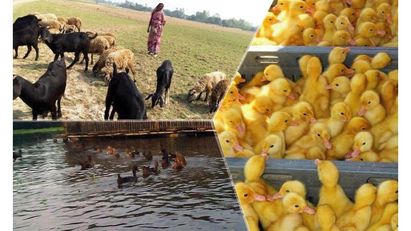 Strong livestock sector for vibrant rural economy 