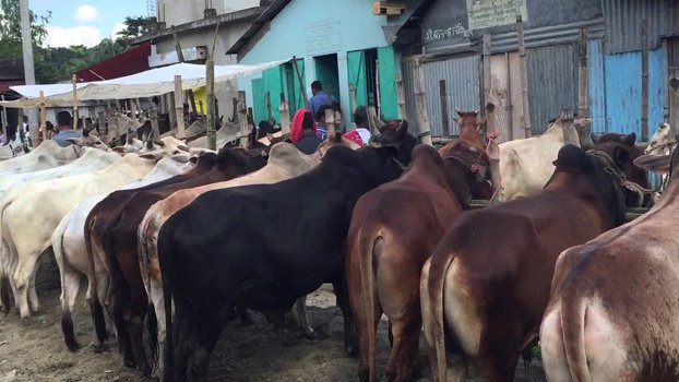 24 cattle markets to be set up in Dhaka for Eid-ul-Azha
