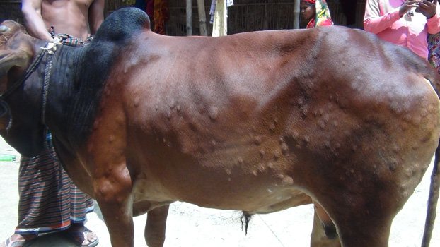 Thakurgaon farmers worried as 50 cows already die of lumpy skin disease 