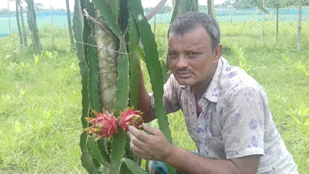 Dragon fruit farming gains ground in Kishoreganj