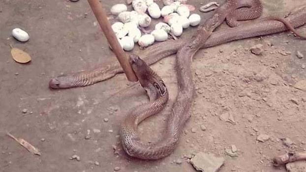 Snake infestation in Pabna, no antidote in local hospitals