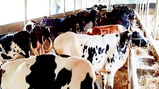 Poor sale, low price worry cattle farmers