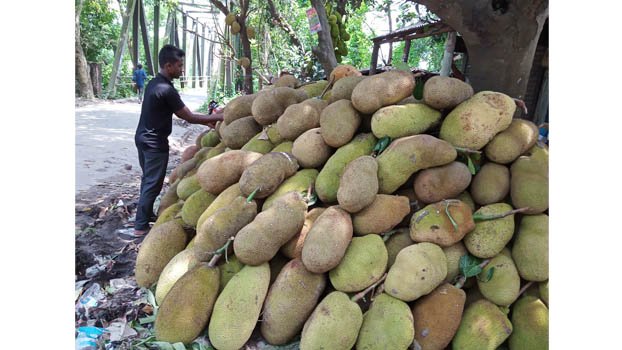 Jhenaidah jackfruit farmers get better price this season