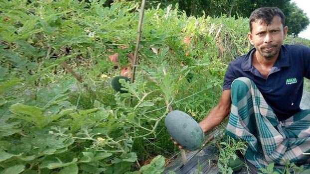 Watermelon brings smile on farmers’  face in Jhenaidah