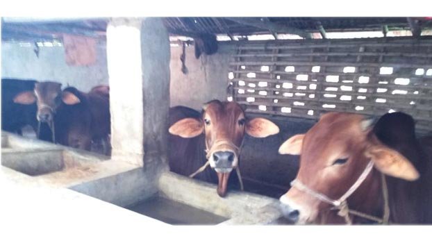 Online cattle market opens in Chuadanga 