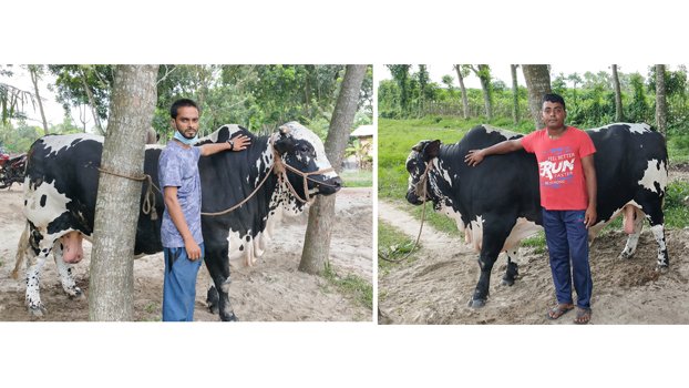 Bahubali and Tiger: 2 attractive Jhenidah bullocks ready to hit Korbani market