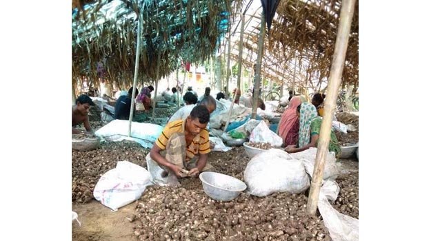 Taro becomes a cash crop for Chuadanga farmers
