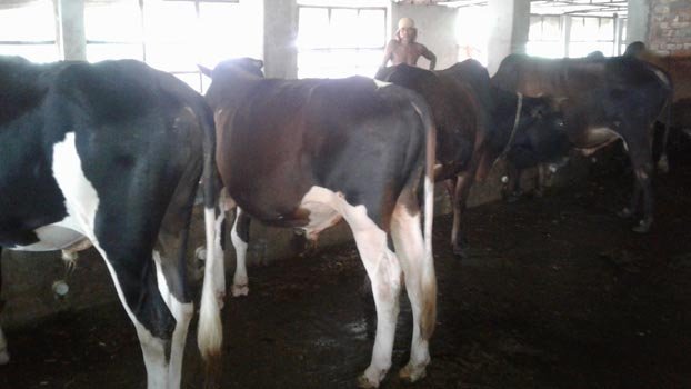 Thakurgaon cattle traders worried over sale, price