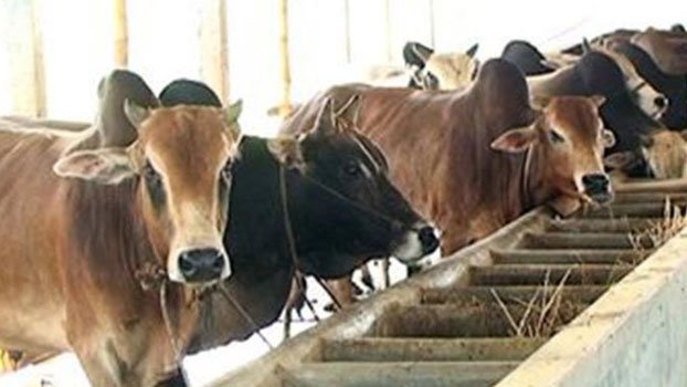 Bera cattle farmers in trouble with sacrificial animals 