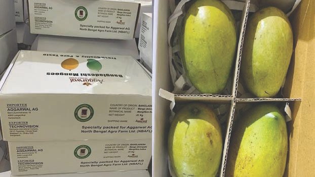Mango export to Europe begins 