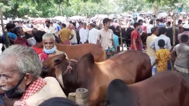 Health rules being ignored at Nabinagar cattle market