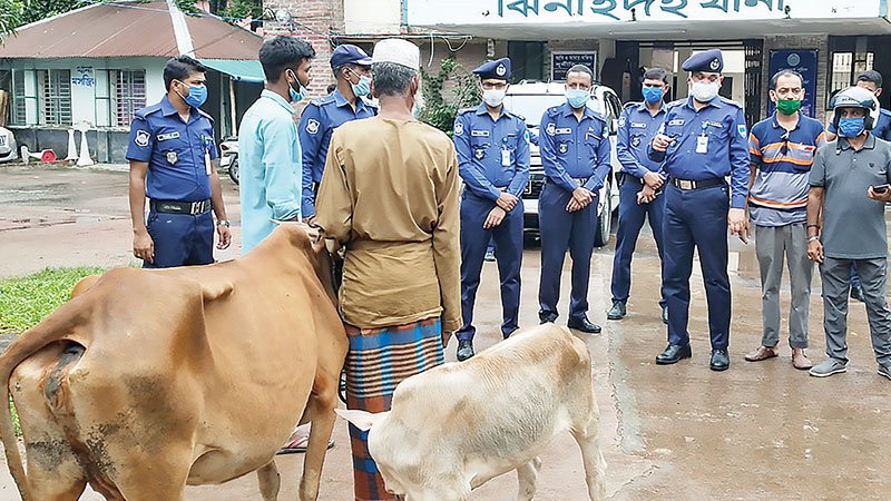 Cows looted from Jhenaidah, seized from Kushtia