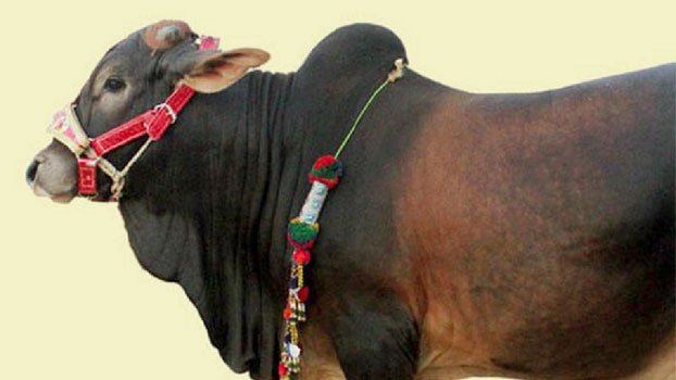Online cattle market launched in Munshiganj
